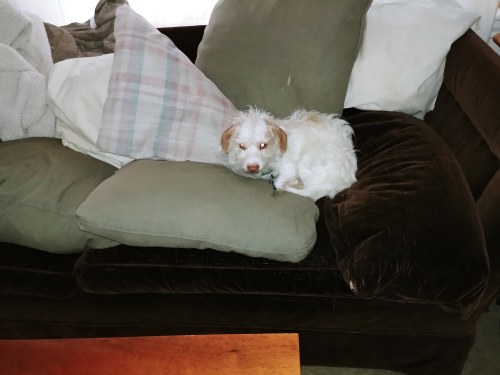 No dogs on sofa, Duff!